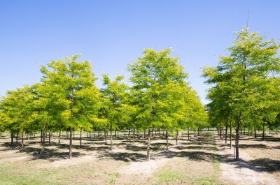 Eine Baumschulreihe hoher, schlanker Bäume mit hellgrünen Blättern.